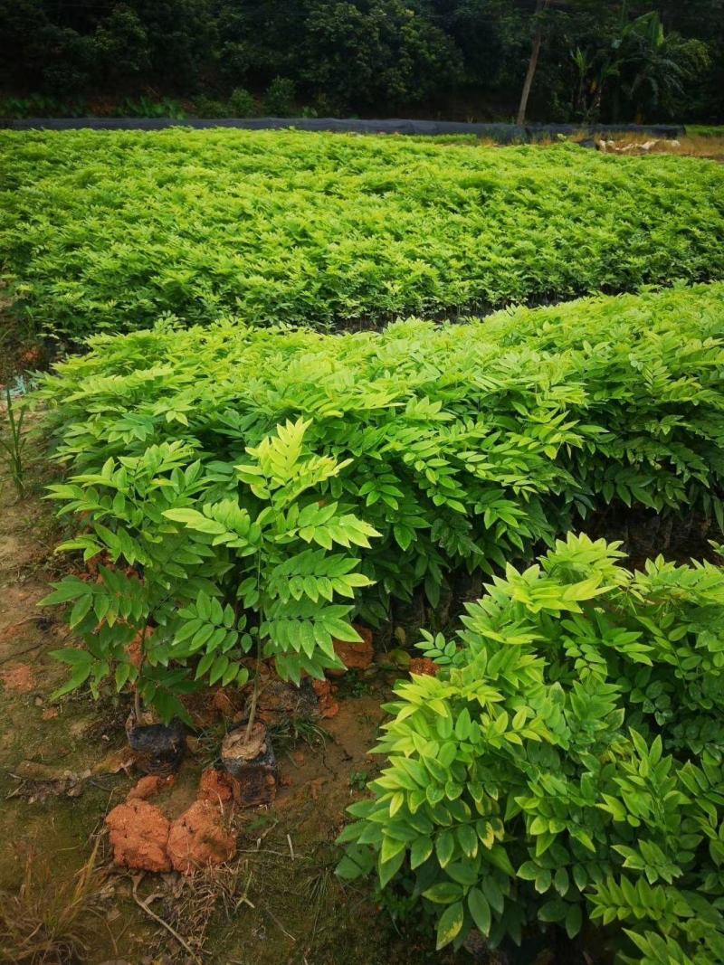 新采黄花梨种子正宗海南黄花梨种子降香黄檀种子花梨木树