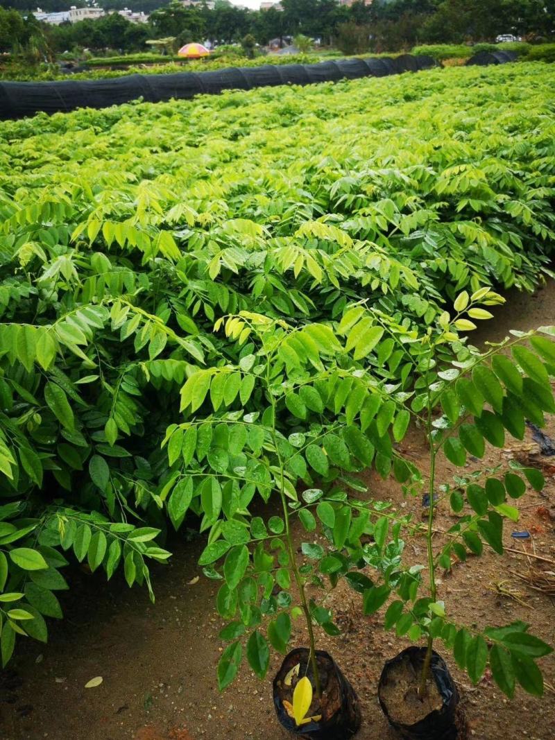 新采黄花梨种子正宗海南黄花梨种子降香黄檀种子花梨木树