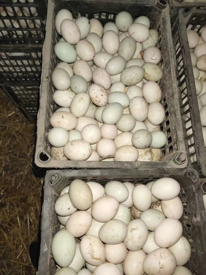 河北鸭蛋新鲜供应一手货源厂家直销保质保量欢迎咨询选购