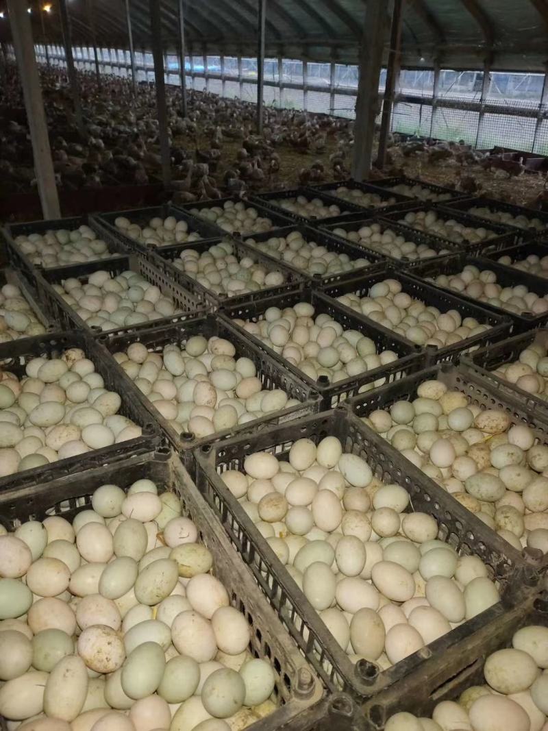河北鸭蛋新鲜供应一手货源厂家直销保质保量欢迎咨询选购