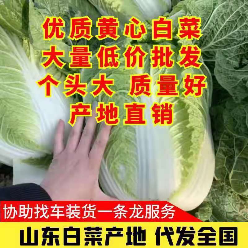 黄心白菜山东优质黄心大白菜一首货源大量供应量大价优