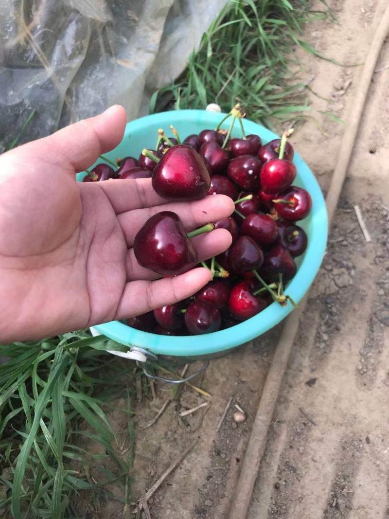 山东大樱桃，美早大樱桃，车厘子，新鲜大樱桃，颜色黑，爆浆