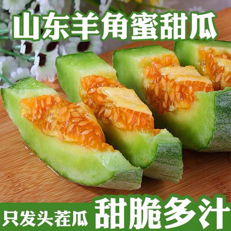 山东羊角蜜甜瓜现摘头茬超甜脆瓜香瓜批发当季水果甜瓜