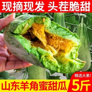 山东羊角蜜甜瓜现摘头茬超甜脆瓜香瓜批发当季水果甜瓜