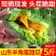 山东羊角蜜甜瓜现摘头茬超甜脆瓜香瓜批发当季水果甜瓜