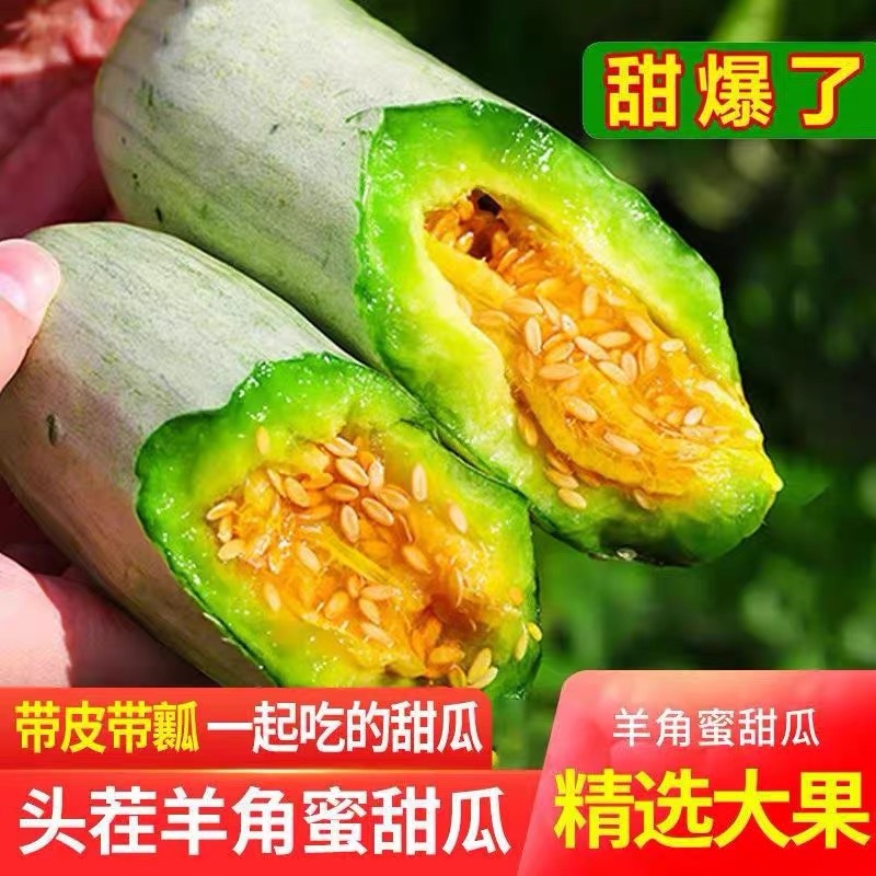 山东羊角蜜甜瓜现摘头茬超甜脆瓜香瓜批发当季水果甜瓜