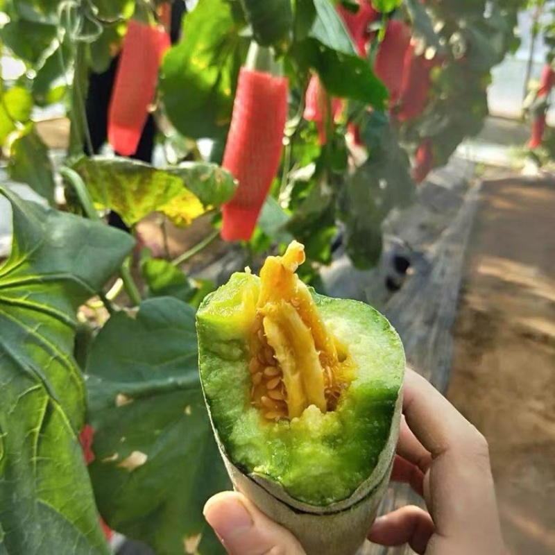 山东羊角蜜甜瓜现摘头茬超甜脆瓜香瓜批发当季水果甜瓜