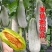 山东羊角蜜甜瓜现摘头茬超甜脆瓜香瓜批发当季水果甜瓜