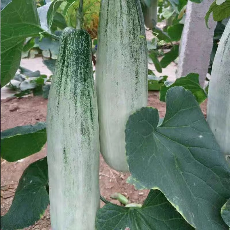 山东羊角蜜甜瓜现摘头茬超甜脆瓜香瓜批发当季水果甜瓜
