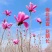 玉兰花苗紫玉兰白玉兰嫁接地栽盆栽量大从优