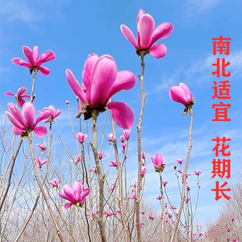 玉兰花苗紫玉兰白玉兰嫁接地栽盆栽量大从优