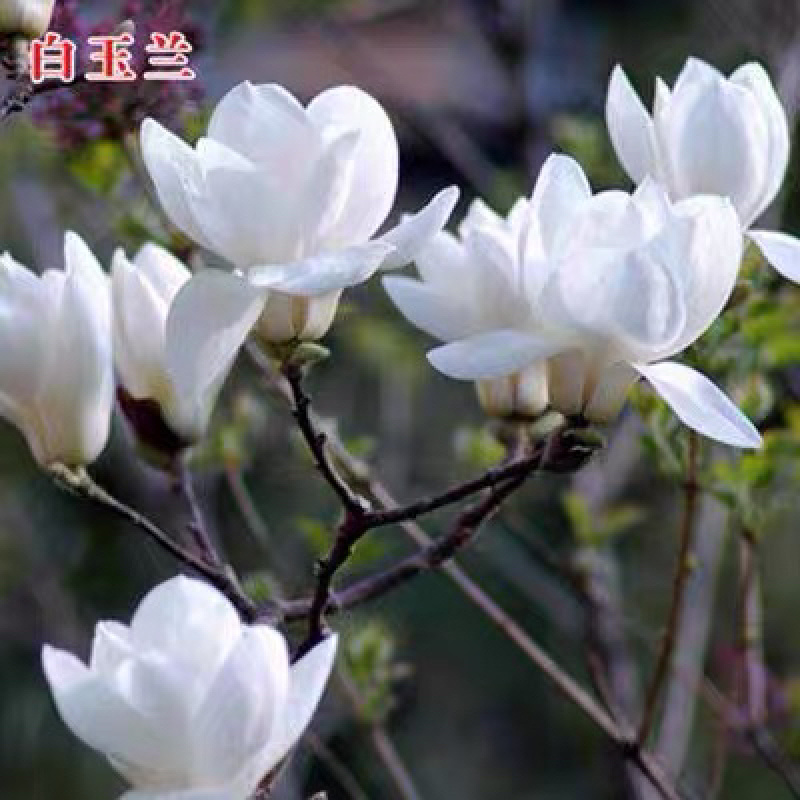 玉兰花苗紫玉兰白玉兰嫁接地栽盆栽量大从优