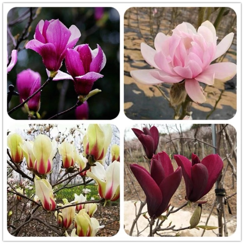 玉兰花苗紫玉兰白玉兰嫁接地栽盆栽量大从优