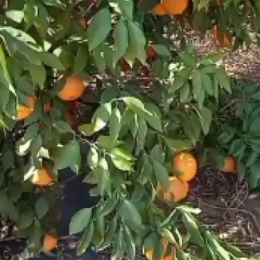 永仁沃柑，个大味甜，汁多爽口，欢迎选购