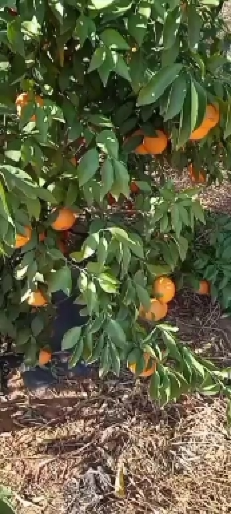 永仁沃柑，个大味甜，汁多爽口，欢迎选购