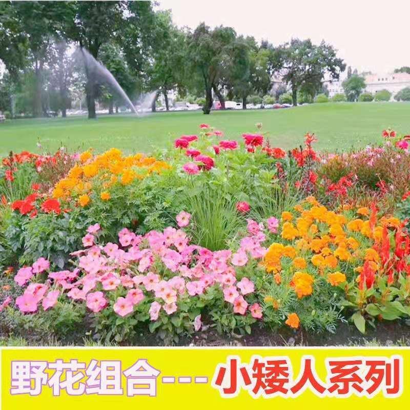 多年生野花组合种子四季循环开花庭院路边绿化花海种子
