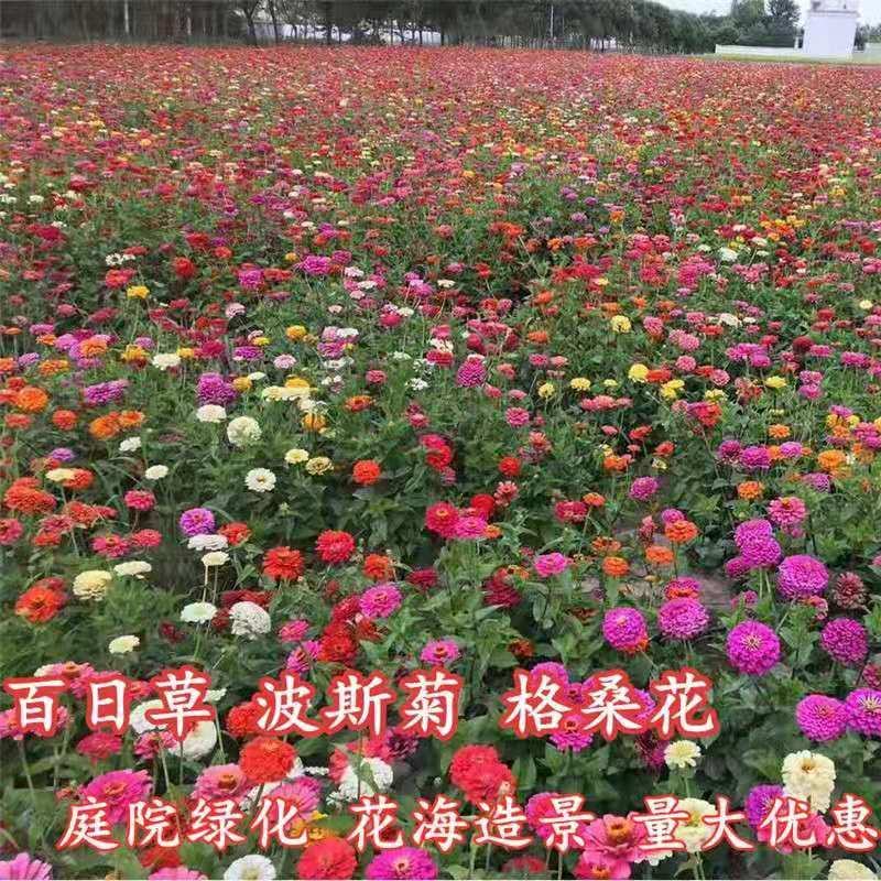 多年生野花组合种子四季循环开花庭院路边绿化花海种子