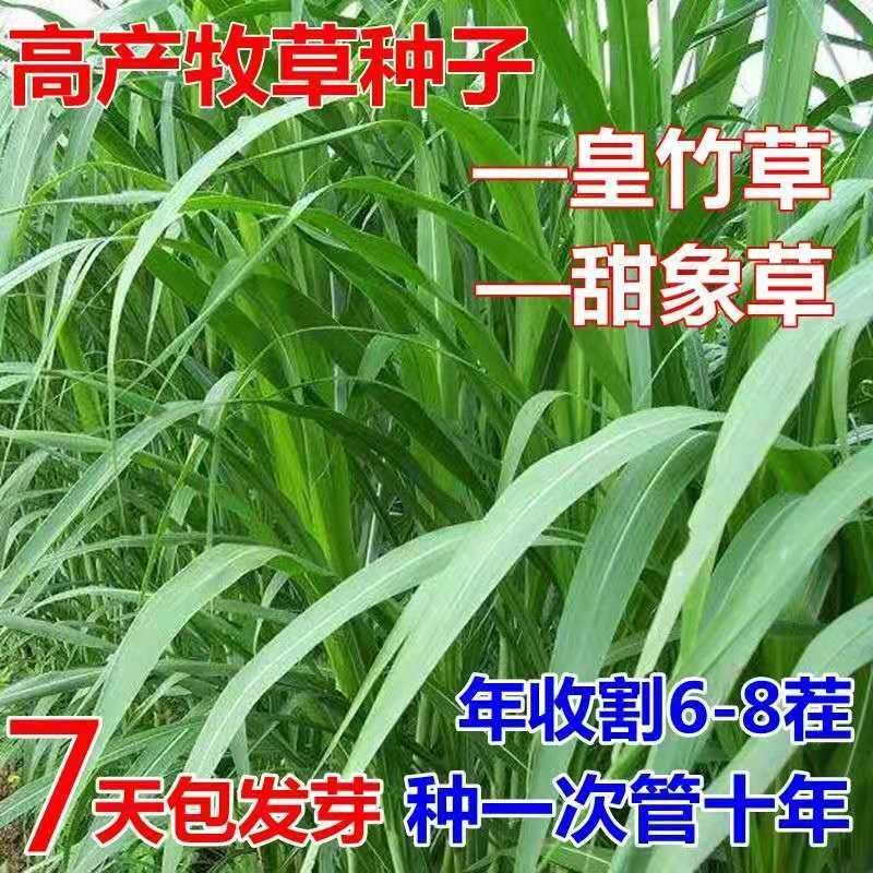 台湾进口正宗高产甜象草种子多年生发芽率98%，净籽