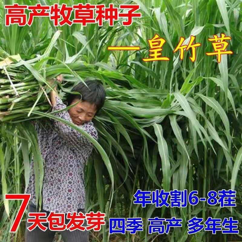 台湾进口正宗高产甜象草种子多年生发芽率98%，净籽