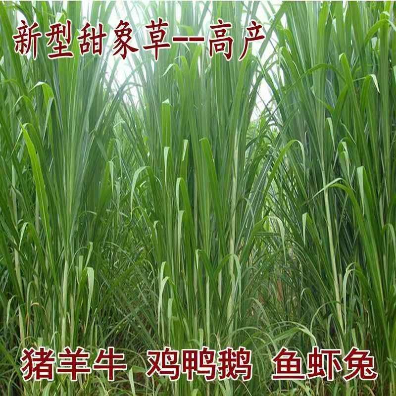 台湾进口正宗高产甜象草种子多年生发芽率98%，净籽
