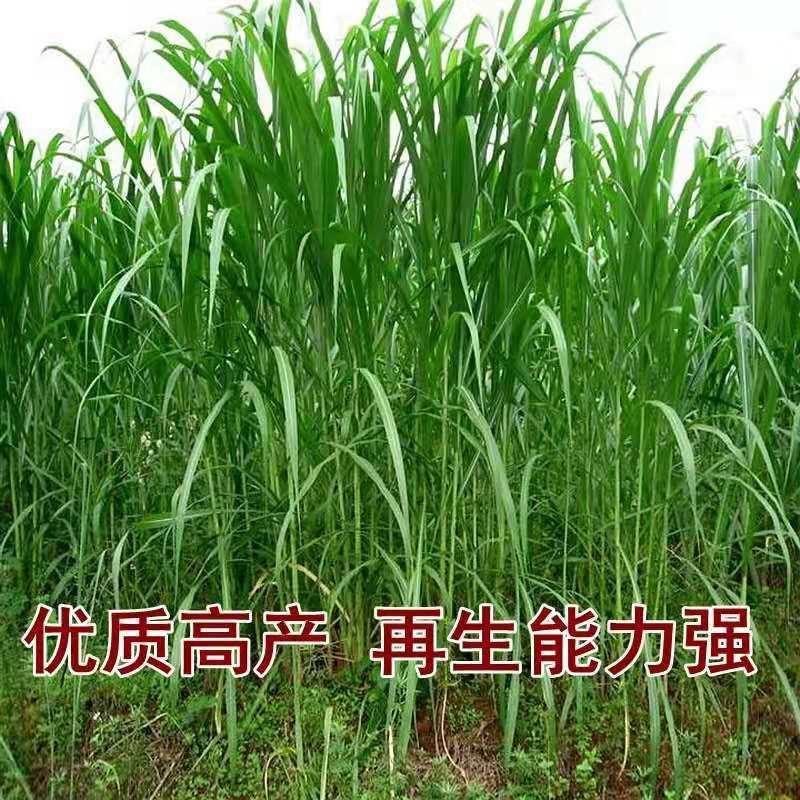 台湾进口正宗高产甜象草种子多年生发芽率98%，净籽