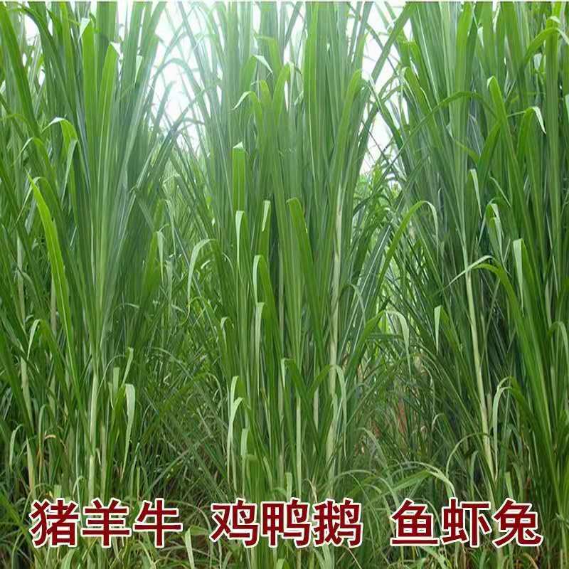 皇竹草种子新型杂交高产牧草种子四季可种发芽率98%