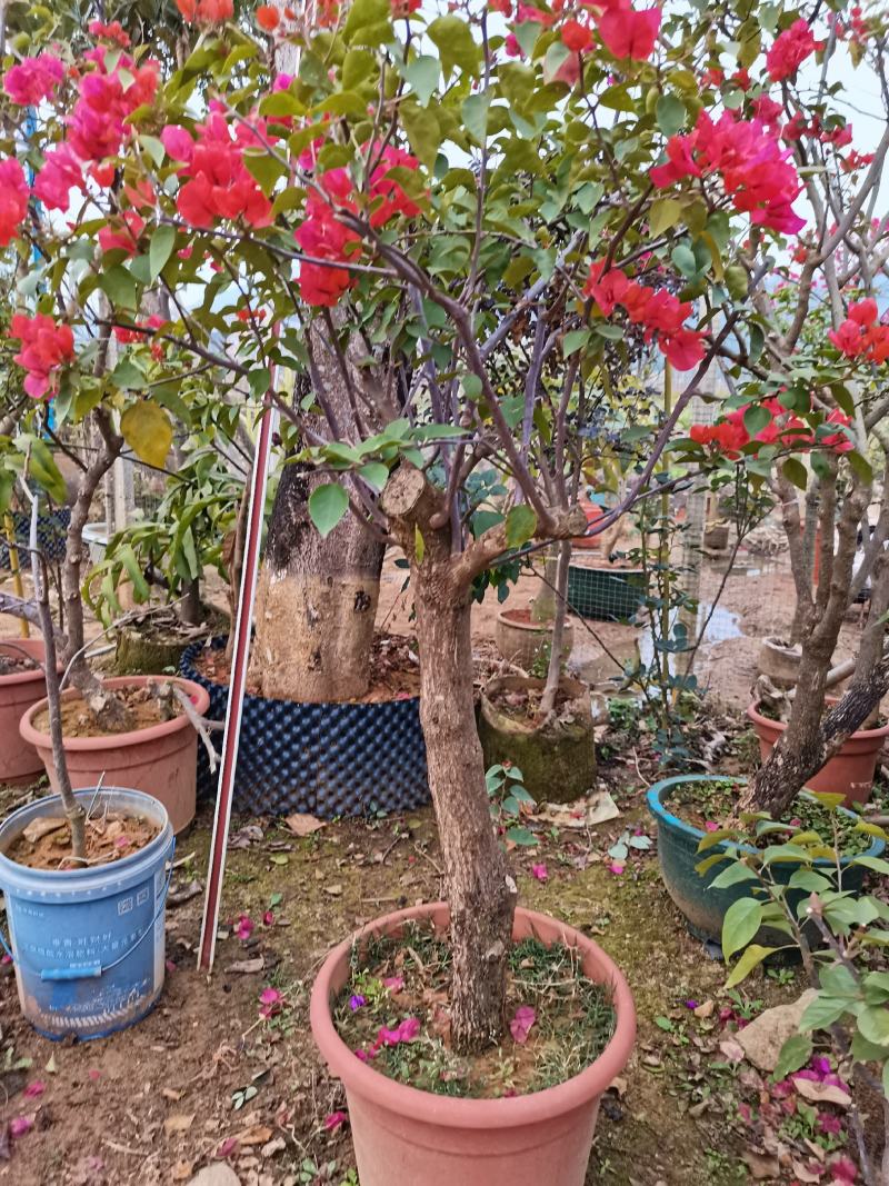 盆景三角梅花卉老桩苗木