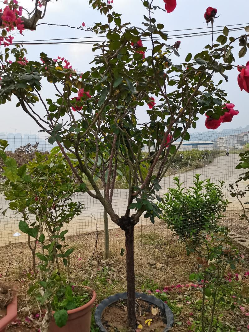 盆景三角梅花卉老桩苗木