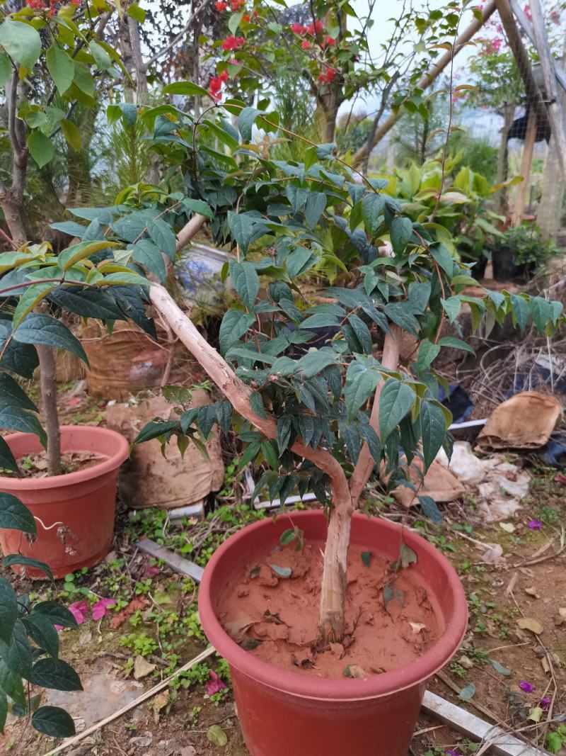 盆景三角梅花卉老桩苗木