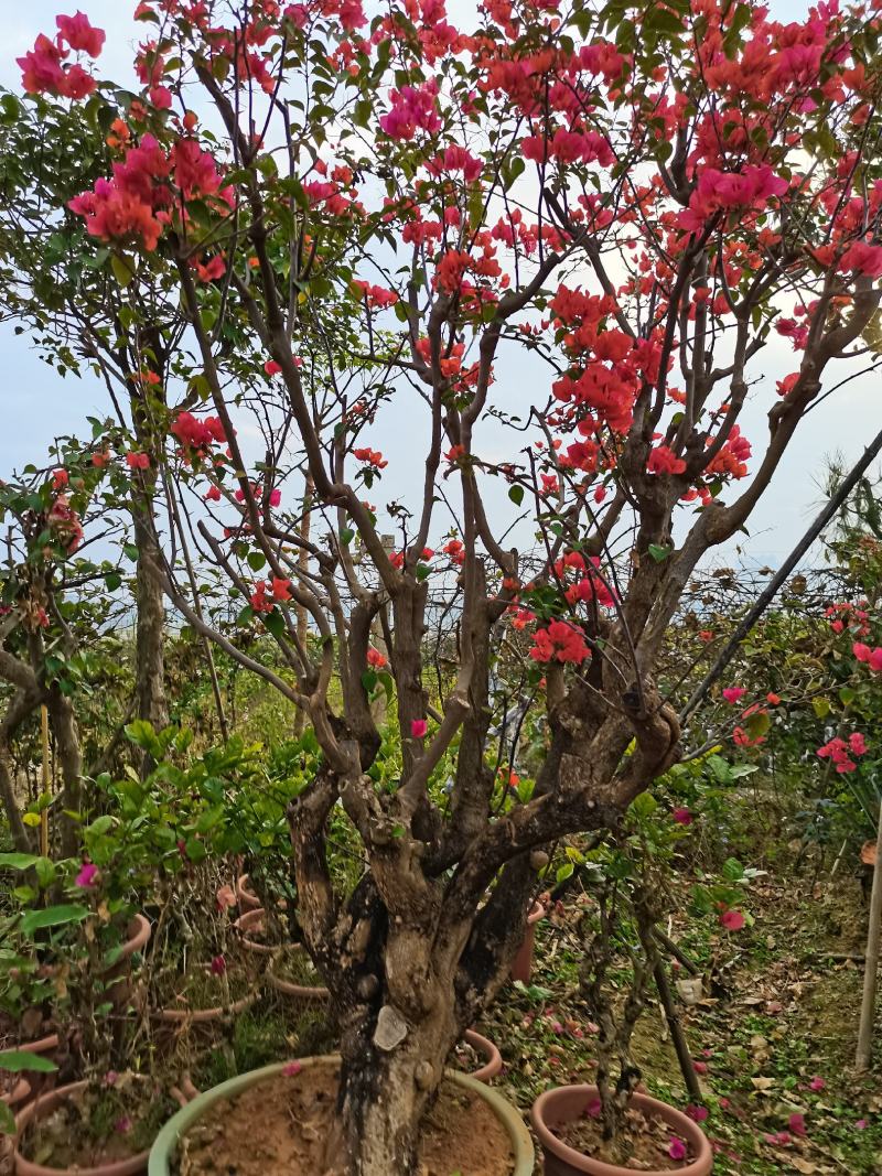 盆景三角梅花卉老桩苗木