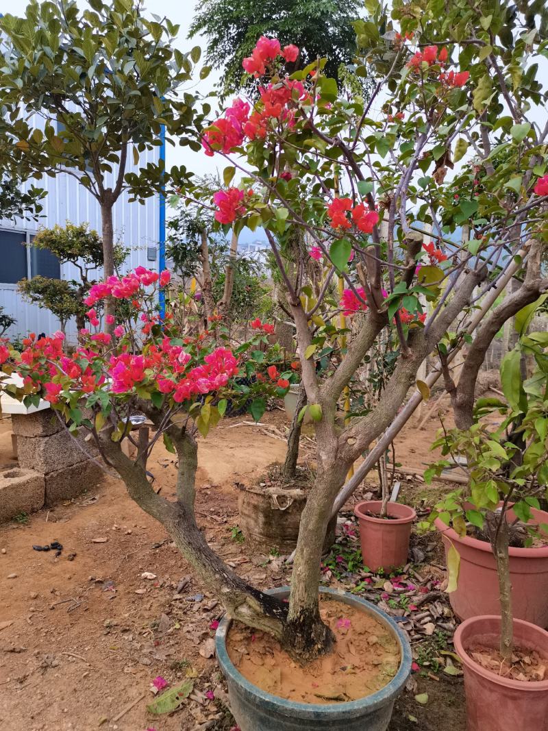 盆景三角梅花卉老桩苗木
