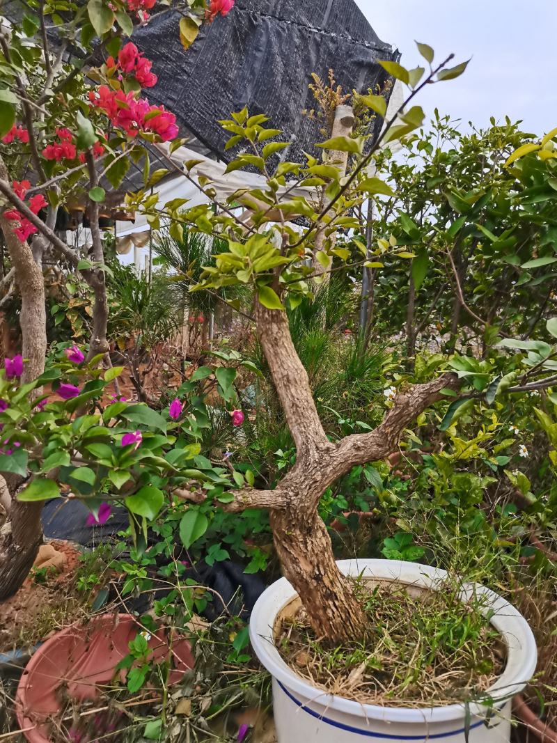 盆景三角梅花卉老桩苗木