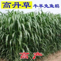 进口高丹草种子草鱼牛马羊鸡鸭鹅牧草种子草籽