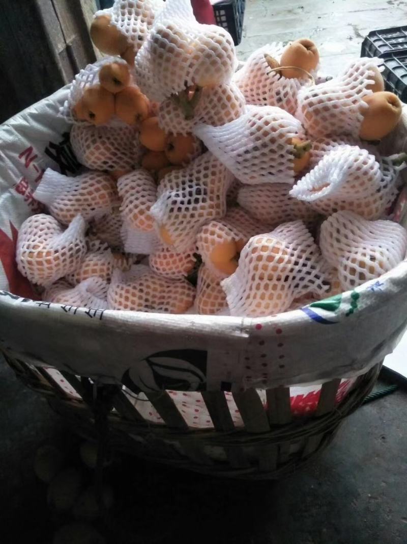 资中早中枇杷已经上市需要老板可以联系
