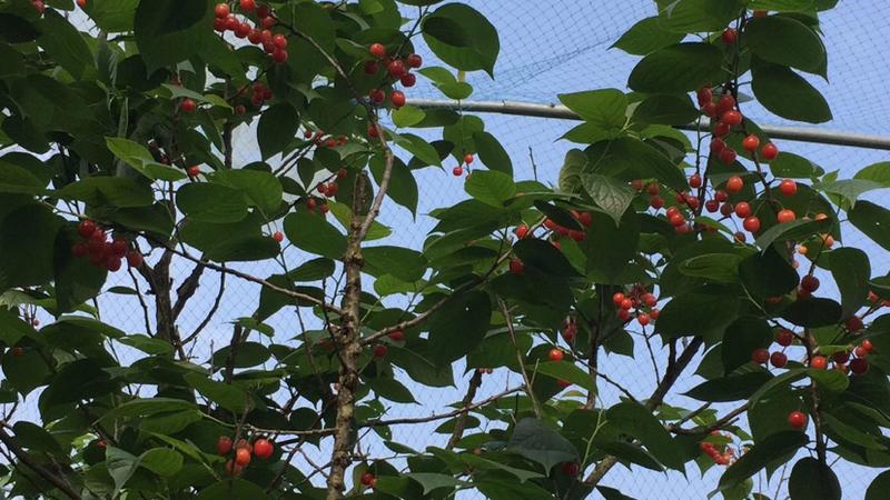 短柄樱桃红妃樱桃产量高南北种植，嫁接根系旺盛规格粗