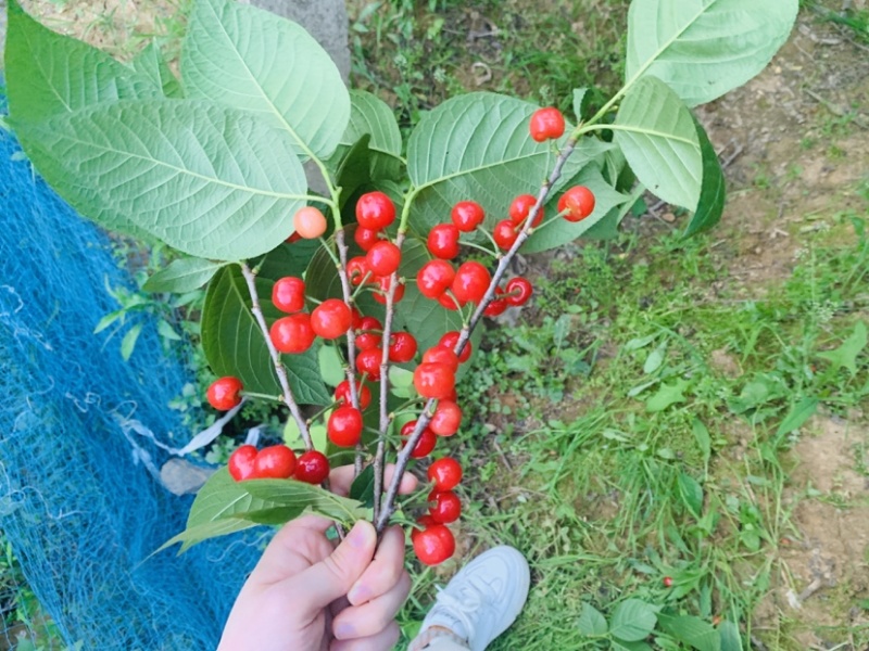 短柄樱桃红妃樱桃产量高南北种植，嫁接根系旺盛规格粗