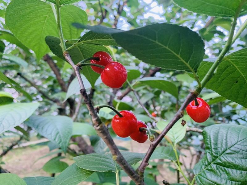 短柄樱桃红妃樱桃产量高南北种植，嫁接根系旺盛规格粗