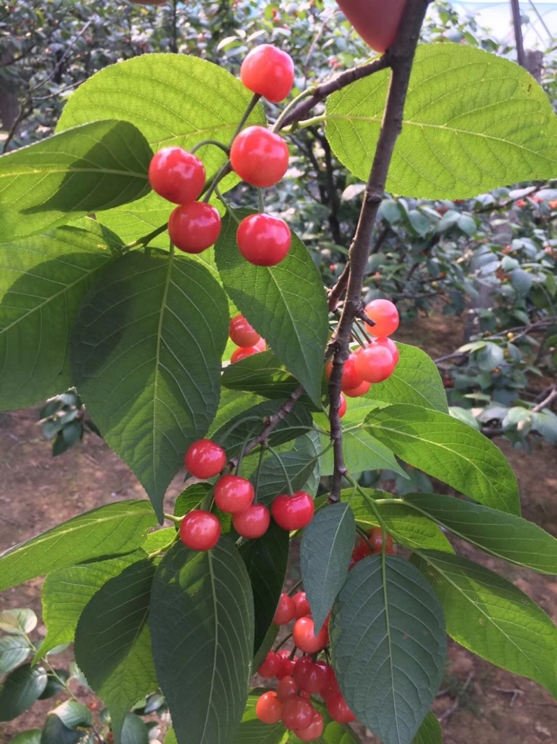 短柄樱桃红妃樱桃产量高南北种植，嫁接根系旺盛规格粗