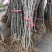 短柄樱桃红妃樱桃产量高南北种植，嫁接根系旺盛规格粗