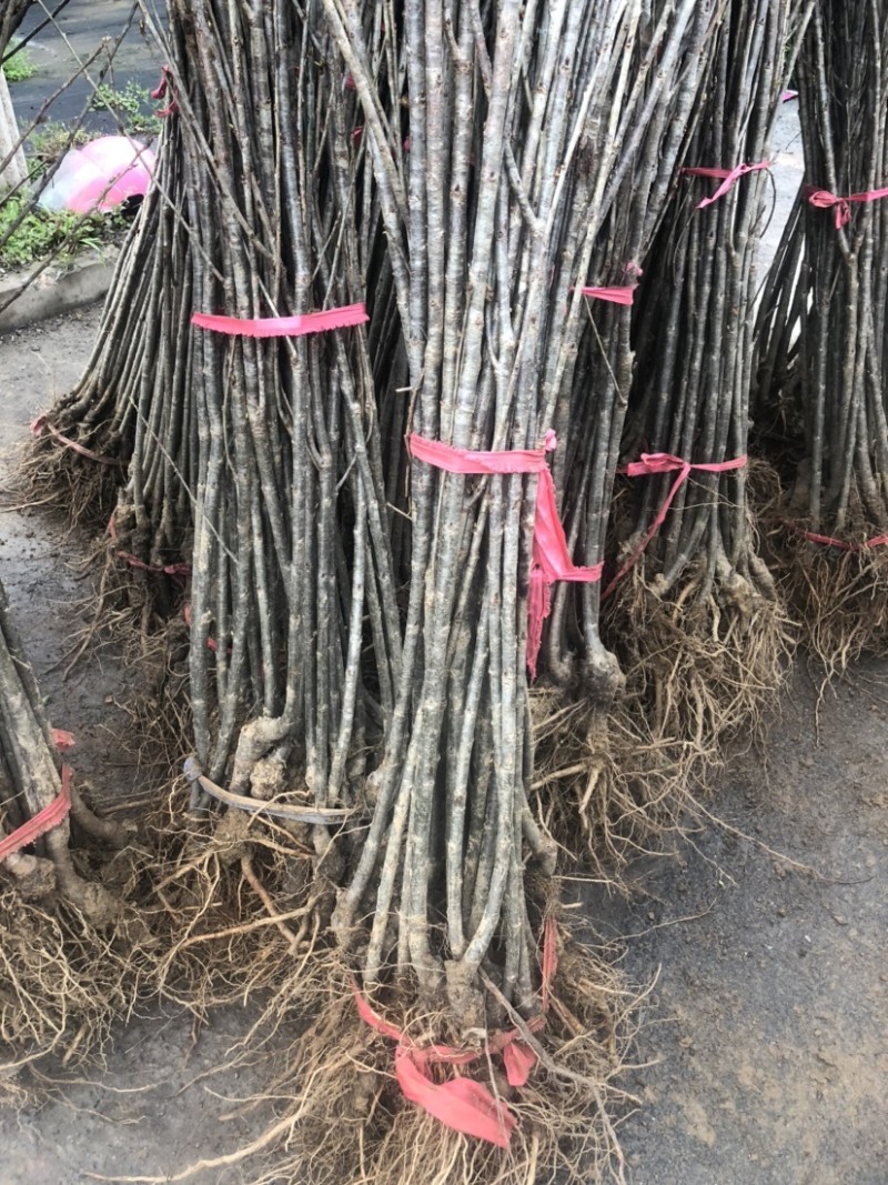 短柄樱桃红妃樱桃产量高南北种植，嫁接根系旺盛规格粗