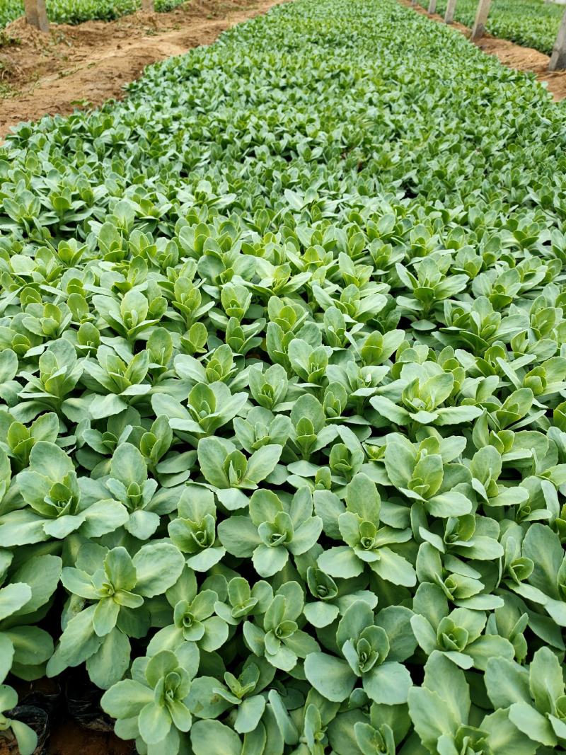 八宝景天山东青州大量供应宿根草花基地直发量大价优