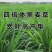 进口耐寒牧草种子黑麦草种子四季常青鸡鸭鹅猪牛马羊草籽