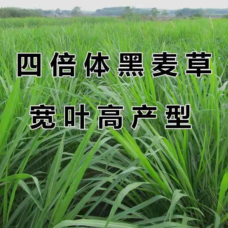 进口耐寒牧草种子黑麦草种子四季常青鸡鸭鹅猪牛马羊草籽