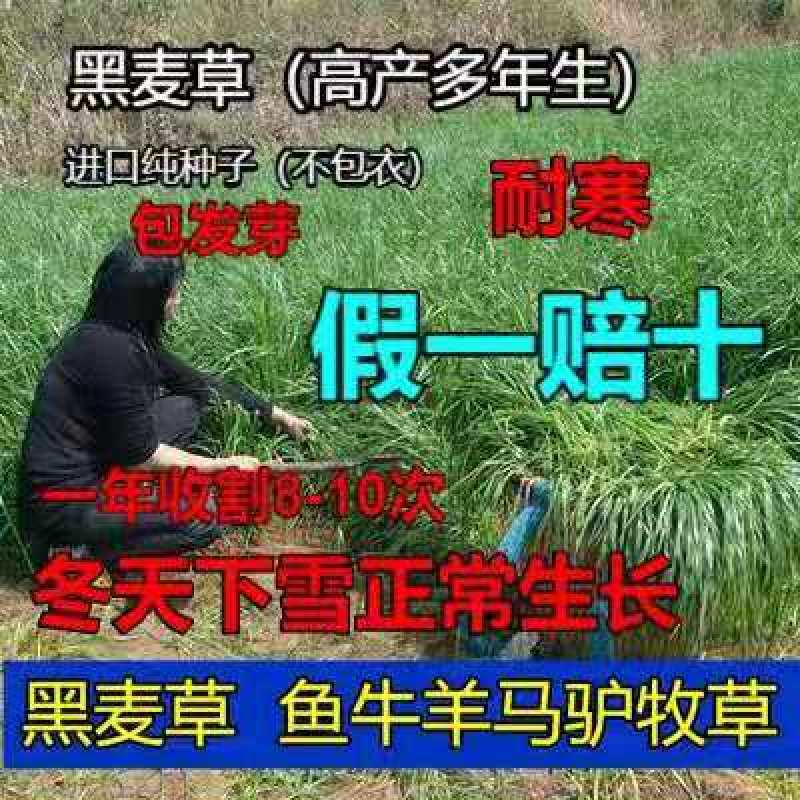 进口耐寒牧草种子黑麦草种子四季常青鸡鸭鹅猪牛马羊草籽