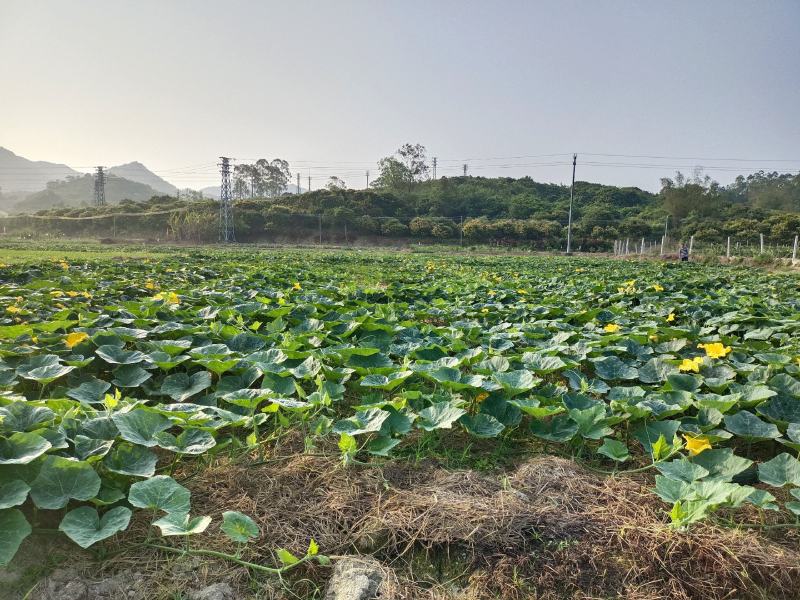 台山香芋南瓜准备上市