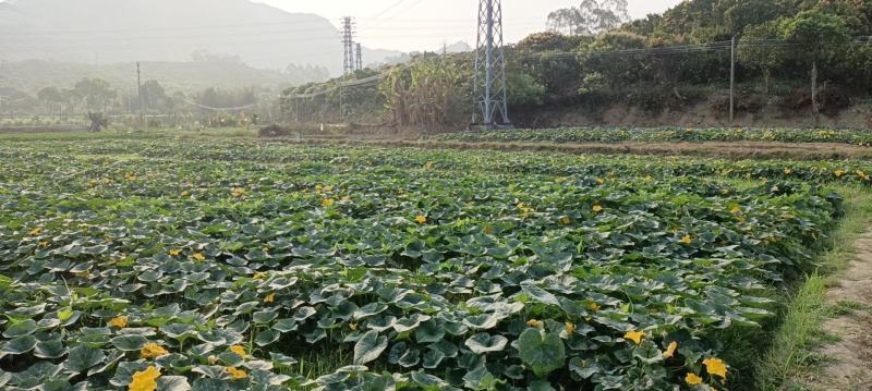 台山香芋南瓜准备上市