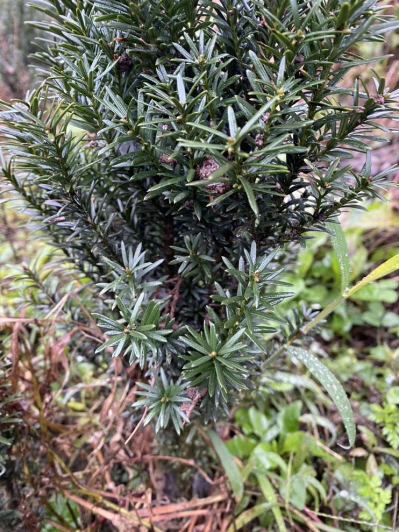曼迪亚红豆杉小苗出售，三元每株二十株起包邮