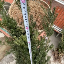 曼迪亚红豆杉小苗出售，三元每株二十株起包邮