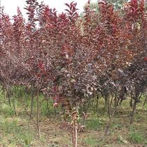 出售紫叶李，红叶李绿化树占地苗绿化树，