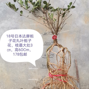 日本达摩栀子花丸叶栀子花提根栀子花